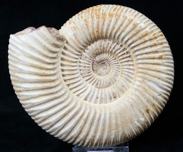 Perisphinctes Ammonite - Jurassic #16534